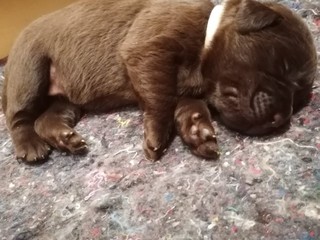 Labradorský retriever čokoládový