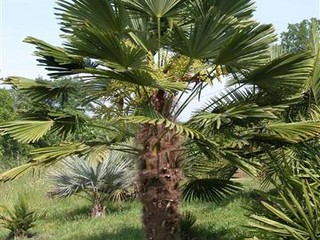 Mrazuvzdorné palmy, včelárske a exotické dreviny