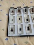 Vzácne exempláre chrobákov z o sveta zaliate v plexiskle v špičkovej kvalite