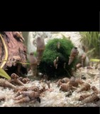 Predám akváriové slimáky Vežovky malajské