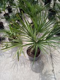Palma Trachycarpus fortunei, 60-70 cm
