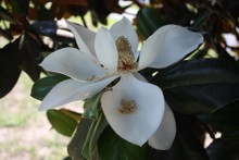 Magnolia grandiflora Blanchard a Edith Bogue